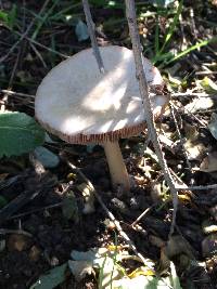 Volvariella gloiocephala image