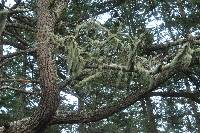 Usnea cavernosa image