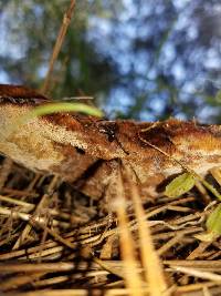 Phaeolus schweinitzii image