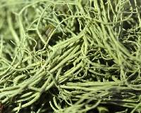 Usnea cavernosa image