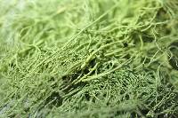 Usnea cavernosa image