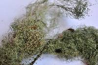 Usnea cavernosa image