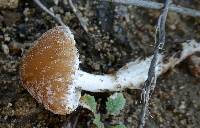 Psathyrella candolleana image