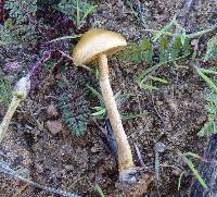 Agrocybe pediades image