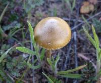 Agrocybe pediades image