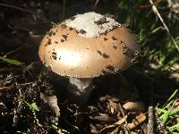 Amanita calyptroderma image