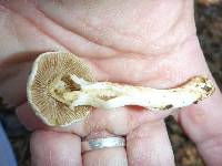 Inocybe insinuata image