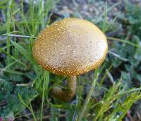 Agrocybe pediades image