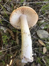 Amanita calyptroderma image