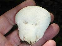 Lycoperdon perlatum image