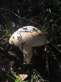 Amanita calyptroderma image