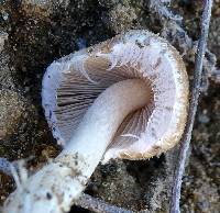 Psathyrella candolleana image