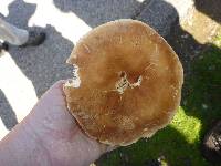 Leucopaxillus gentianeus image