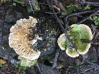 Lenzites betulina image