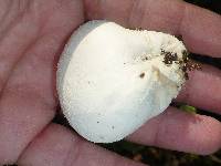 Lycoperdon perlatum image