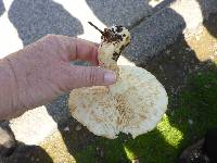 Leucopaxillus gentianeus image