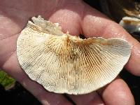 Lenzites betulina image