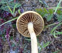 Agrocybe pediades image