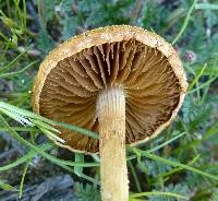 Agrocybe pediades image