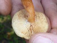 Lactarius rubidus image