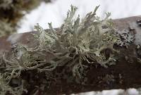 Evernia prunastri image