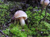 Psathyrella candolleana image