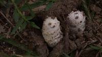 Coprinus comatus image