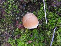 Psathyrella candolleana image