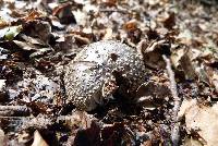 Amanita nothofagi image