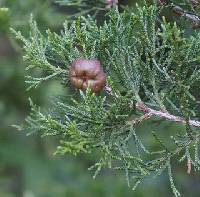 Gymnosporangium juniperi-virginianae image