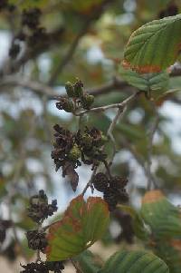 Taphrina robinsoniana image