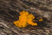 Tremella aurantia image