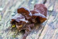 Tremella foliacea image