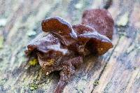 Tremella foliacea image