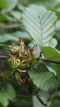 Taphrina robinsoniana image