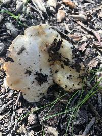 Lactarius alnicola image