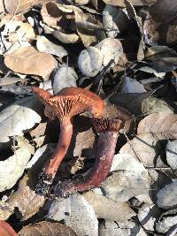 Lactarius rufulus image