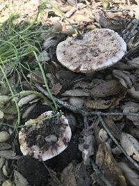 Amanita novinupta image