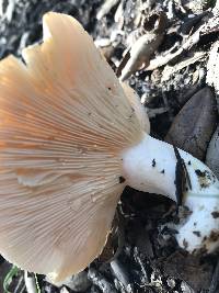 Lactarius alnicola image