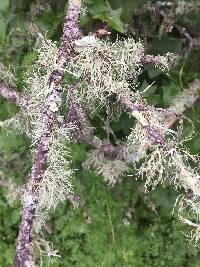 Ramalina farinacea image