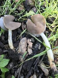 Helvella compressa image