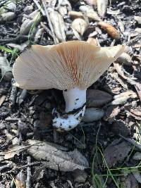 Lactarius alnicola image