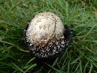 Coprinus comatus image