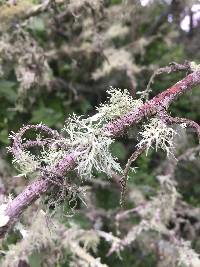 Ramalina farinacea image