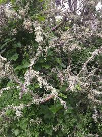 Ramalina farinacea image