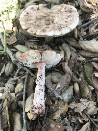 Amanita novinupta image