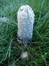 Coprinus comatus image