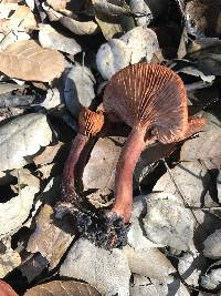 Lactarius rufulus image