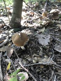 Helvella compressa image