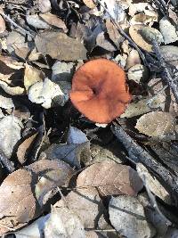 Lactarius rufulus image